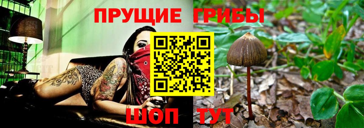 Псилоцибиновые грибы мицелий  Псилоцибиновые грибы GOLDEN TEACHER  Вход с VPN  Ижевск 